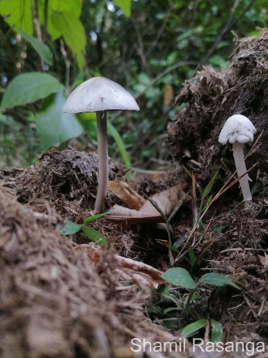 Bolbitiaceae